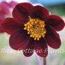 Dahlia 'Mexican Star' (was Cosmos x dahlia 'Mexican Black')