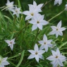 Ipheion 'Wisley Blue'