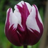 Tulipa Rem's Favourite' ('Zurel')