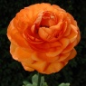 Ranunculus 'Aviv' orange