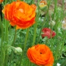 Ranunculus 'Aviv' orange