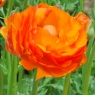 Ranunculus 'Aviv' orange