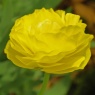 Ranunculus 'Aviv' yellow