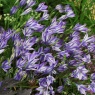 Triteleia 'Rudy'