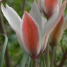 Tulipa clusiana