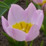 Tulipa bakeri 'Lilac Wonder'