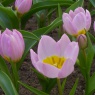 Tulipa bakeri 'Lilac Wonder'