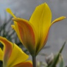 Tulipa kolpakowskiana