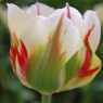 Tulip 'Flaming Spring Green'