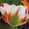 Tulip 'Flaming Spring Green'
