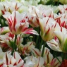 Tulip 'Flaming Spring Green'