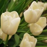Tulipa 'Maureen' AGM