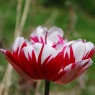 Tulipa Carnaval de Nice AGM