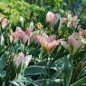 Tulip 'China Town' AGM