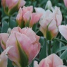 Tulip 'China Town' AGM