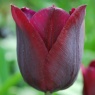 Tulipa 'Ronaldo'