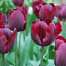 Tulipa 'Ronaldo'