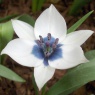 Tulipa humilis albocaerulea