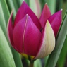 Tulipa humilis var.pulchella 'Persian Pearl'