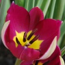 Tulipa humilis var.pulchella 'Persian Pearl'