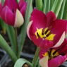 Tulipa humilis var.pulchella 'Persian Pearl'