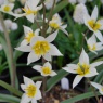 Tulipa turkestanica AGM