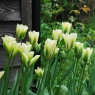 Tulipa 'Spring Green'