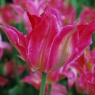 Tulip 'Virichic'