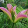 Tulip 'Virichic'