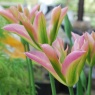 Tulip 'Virichic'