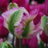 Tulipa 'Green Wave'