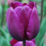 Tulipa 'Negrita'