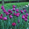 Tulipa 'Negrita'