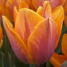 Tulipa 'Prinses Irene'