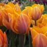 Tulipa 'Prinses Irene'