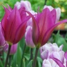 Tulipa 'Purple Dream'