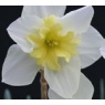 Narcissus 'Bella Estrella'