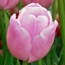 Tulipa 'Pink Diamond'