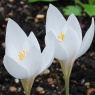 Crocus speciosus 'Albus'