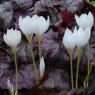 Crocus speciosus 'Albus'