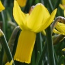 Narcissus 'Rapture' AGM