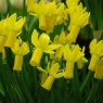 Narcissus 'Rapture' AGM