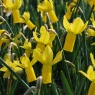 Narcissus 'Rapture' AGM