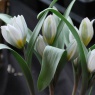 Tulipa polychroma group
