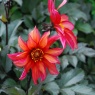 Dahlia 'Waltzing Mathilda'