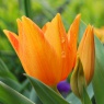 Tulipa praestans 'Shogun'