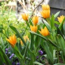 Tulipa praestans 'Shogun'