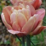 Tulipa 'La Belle Epoque'