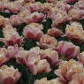 Tulipa 'La Belle Epoque'