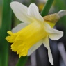 Narcissus pseudonarcissus lobularis